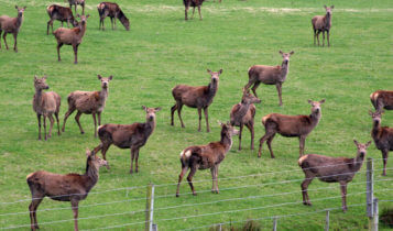  New Zealand holds expo on deer industry technology