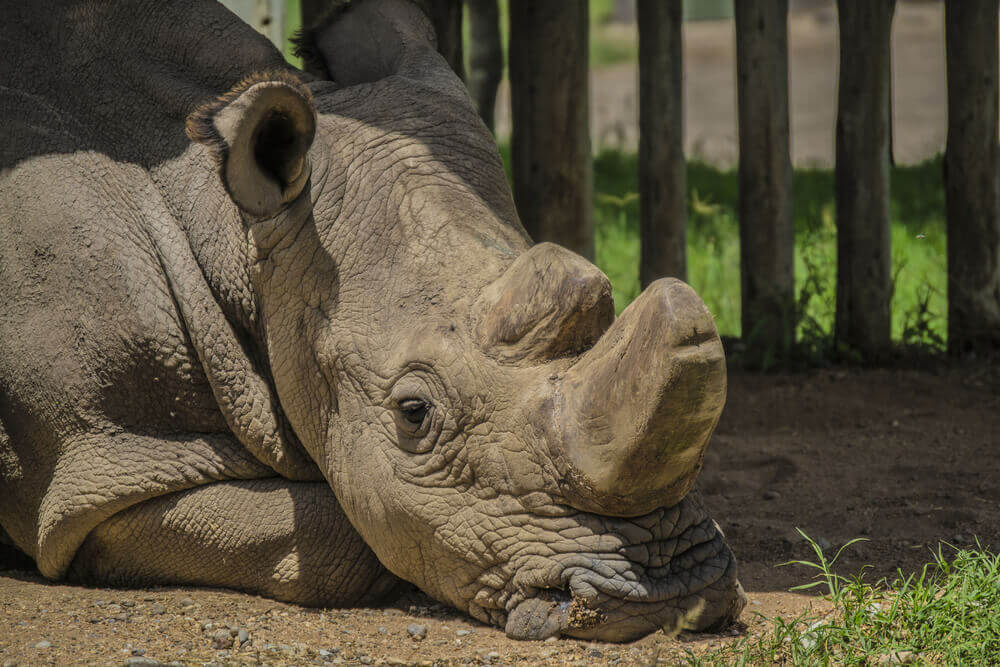 Technologies on IVF, stem cell save rhinos from extinction