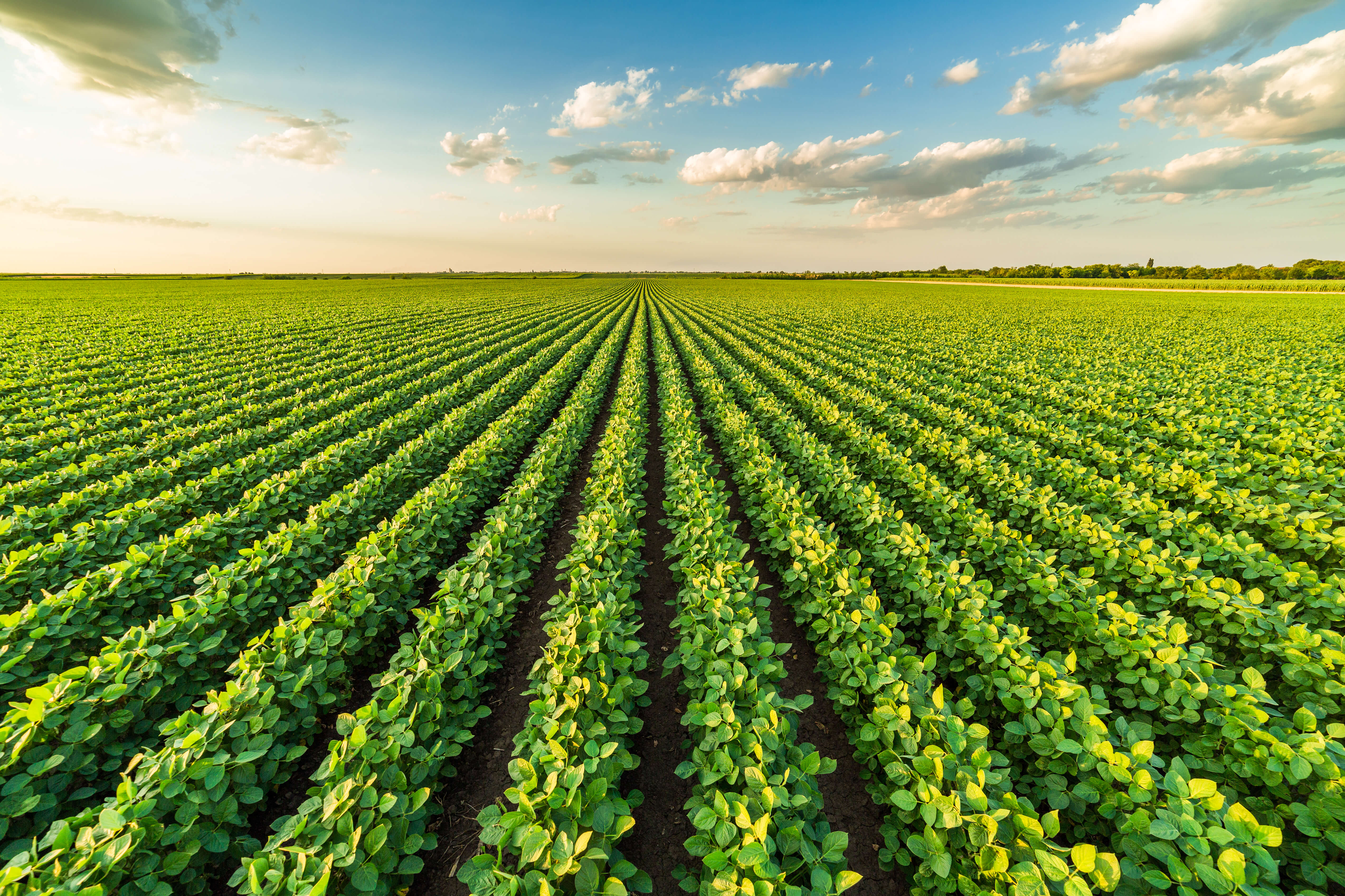 Corn and soybeans impact on agricultural business Soft commodities