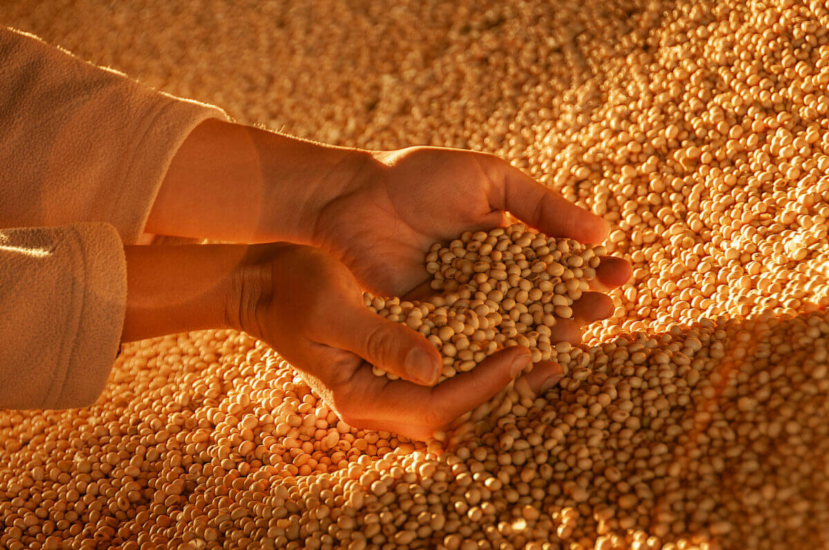 Brazil’s soy exports to China likely to shrink by 55% by the end of the year. 