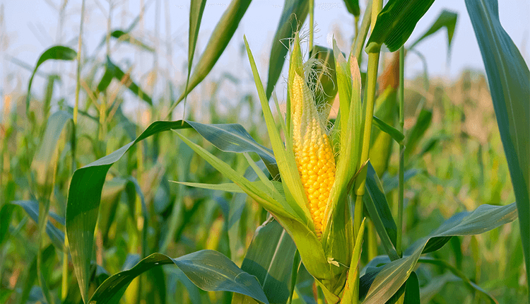 Corn Growers Hope for Sharp Passage of USMCA - Finance Brokerage