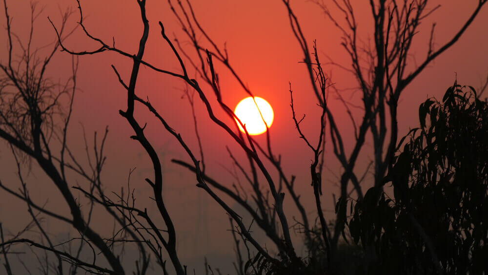 Red rising sun is seen through a heavy smoke haze with burnt branches and leaves as a silhouette in the foreground.