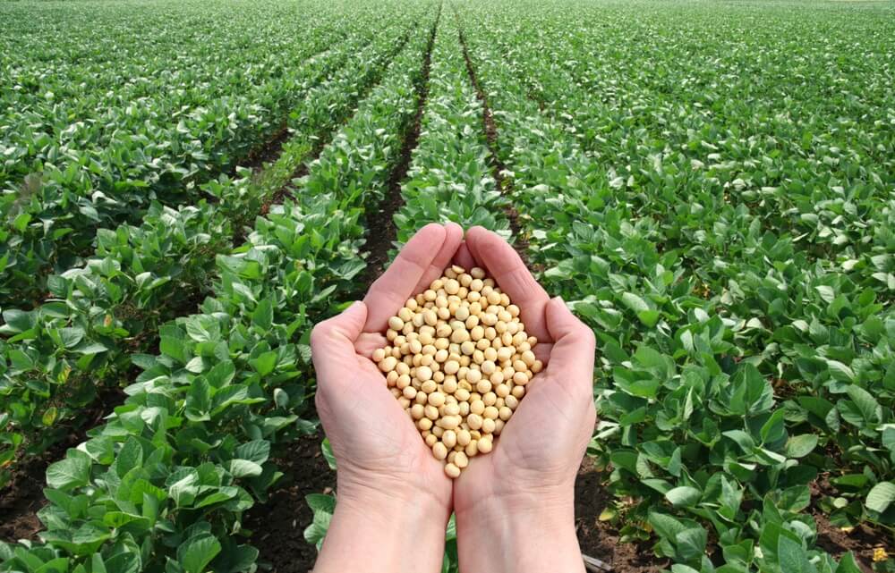 Soybeans traded higher,