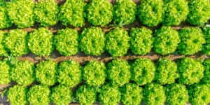 A decrease in the food supply will soon follow crop destruction lettuce