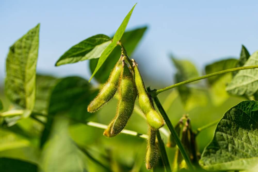 Soybean pods on soybean plantation.