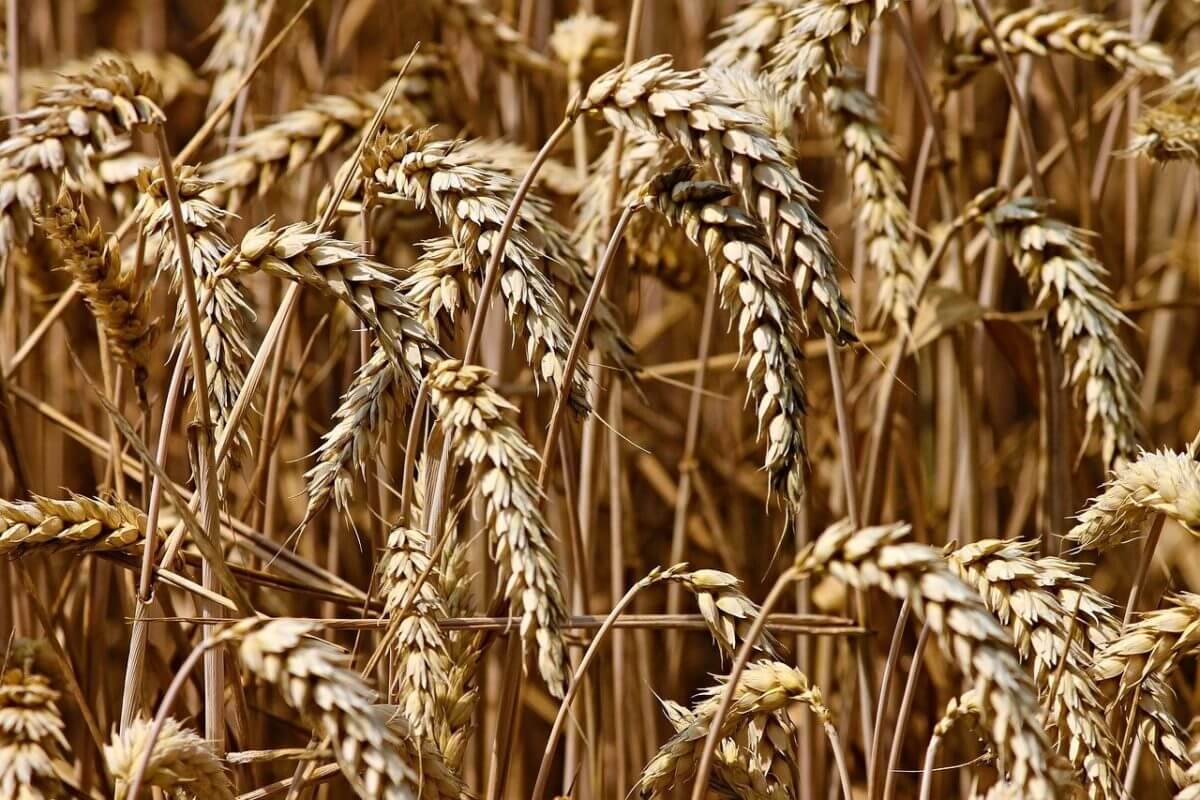 Le cours du blé et des céréales en forte hausse jeudi 3 juin 2021