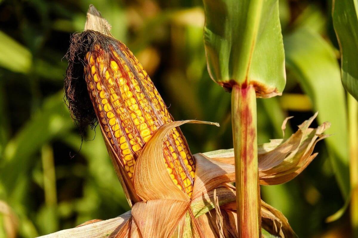 Le cours du maïs et des céréales explosent vendredi 4 juin 2021