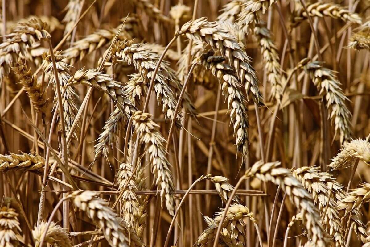 Le cours du blé pour un plus haut depuis 8 ans vendredi 13 août 2021
