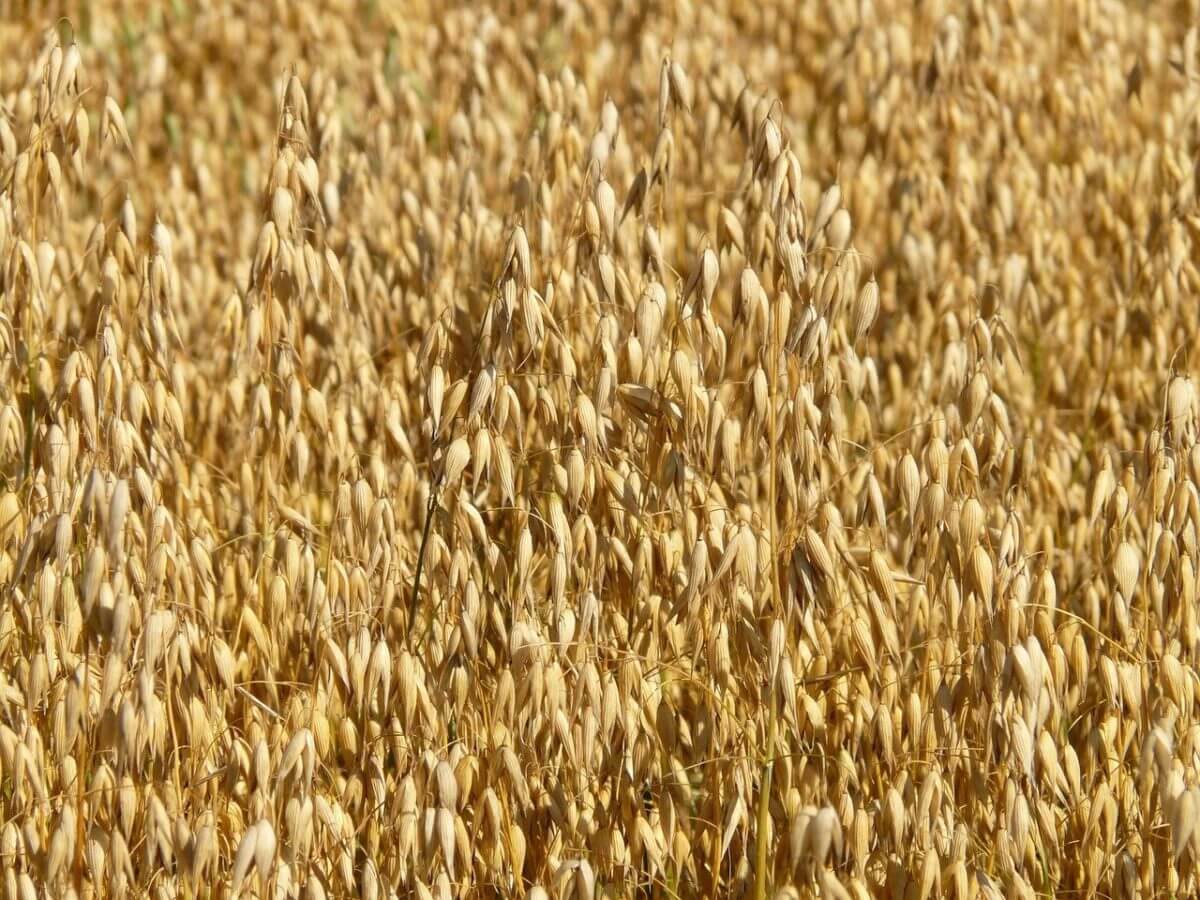 Le cours du blé pour un plus haut depuis 8 ans vendredi 13 août 2021