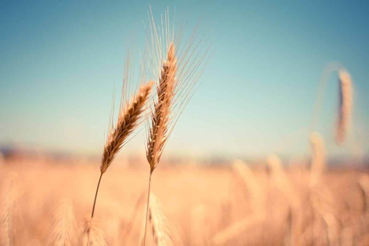 Grosse performance pour le cours du blé ce mardi 5 octobre 2021