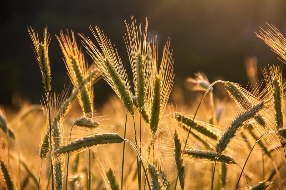 Le blé vers un nouveau fort biais baissier mardi 8 février 2022