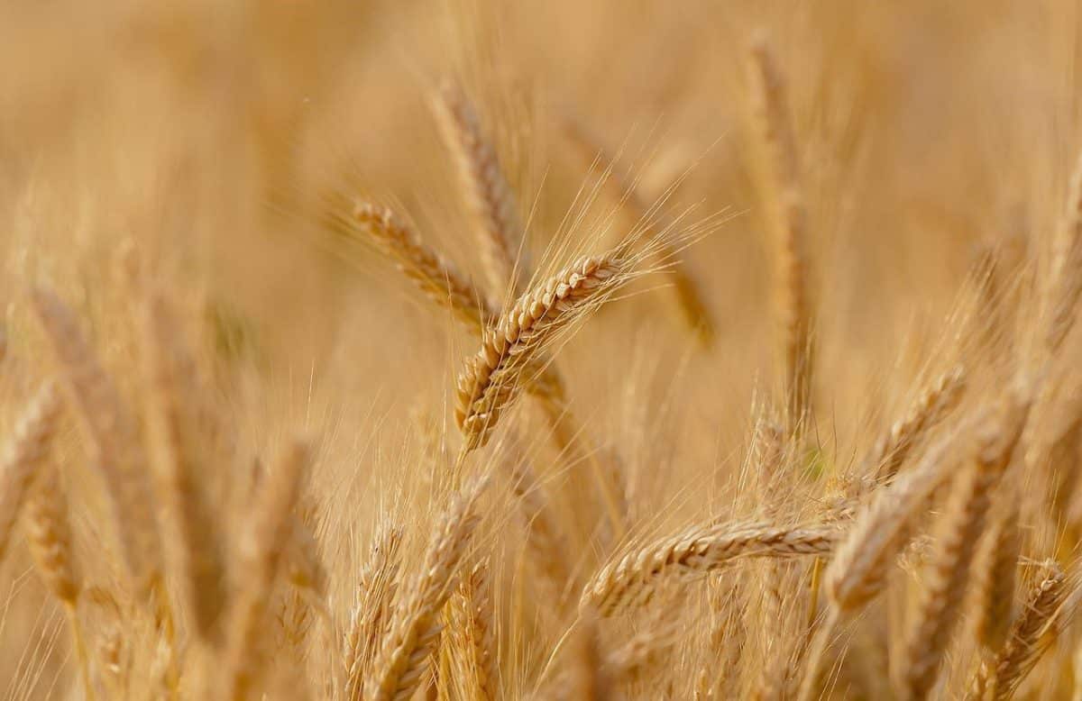 Le blé gagne 3% ce lundi 6 juin 2022