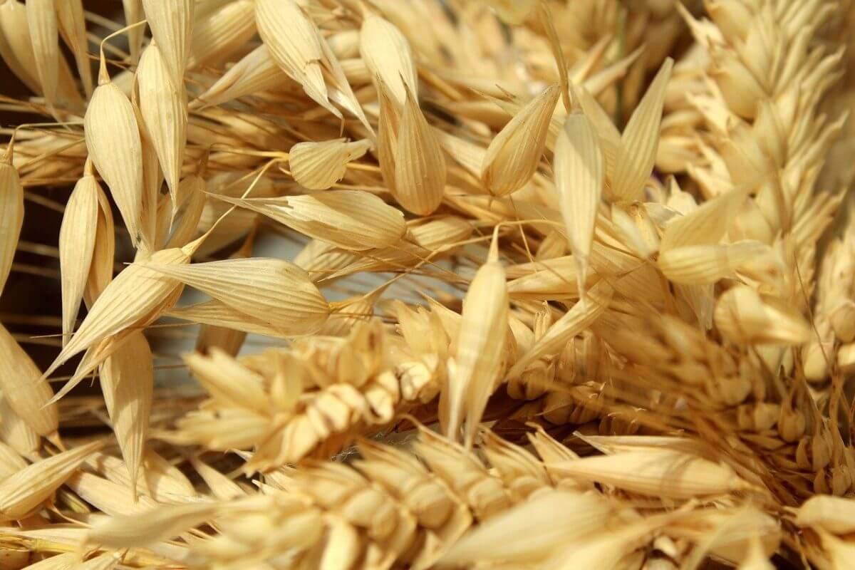 Le blé rebondit et prend plus de 3% lundi 25 juillet 2022
