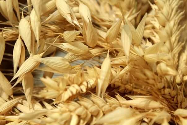 Le blé sous les 800 dollars du boisseau vendredi 22 juillet 2022