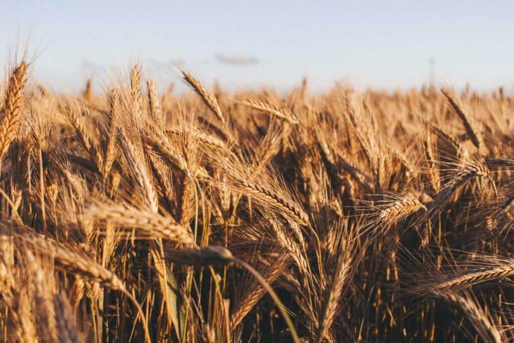 Food Commodities Updates: The Agri-Commodity Market