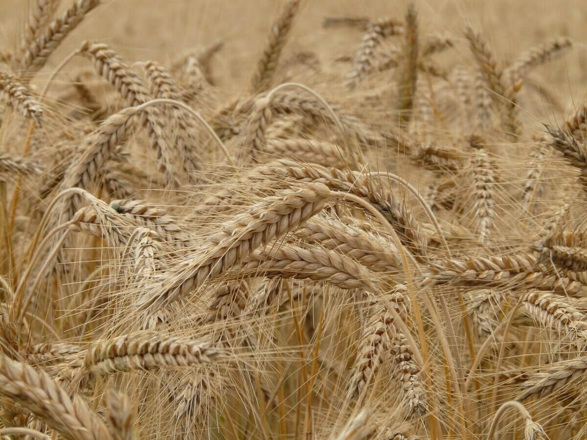 Le blé prend plus de 1% ce vendredi 12 mai 2023