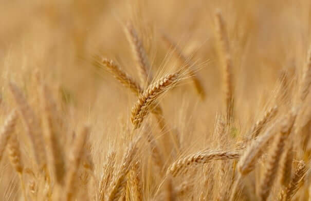 1,50% de pris pour le blé lundi 2 octobre 2023