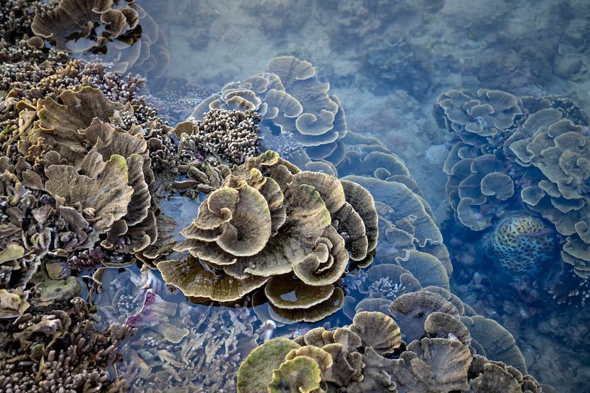 Coral Bay's Environmental Crisis